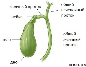 Анатомия желчного пузыря и желчевыводящих путей.